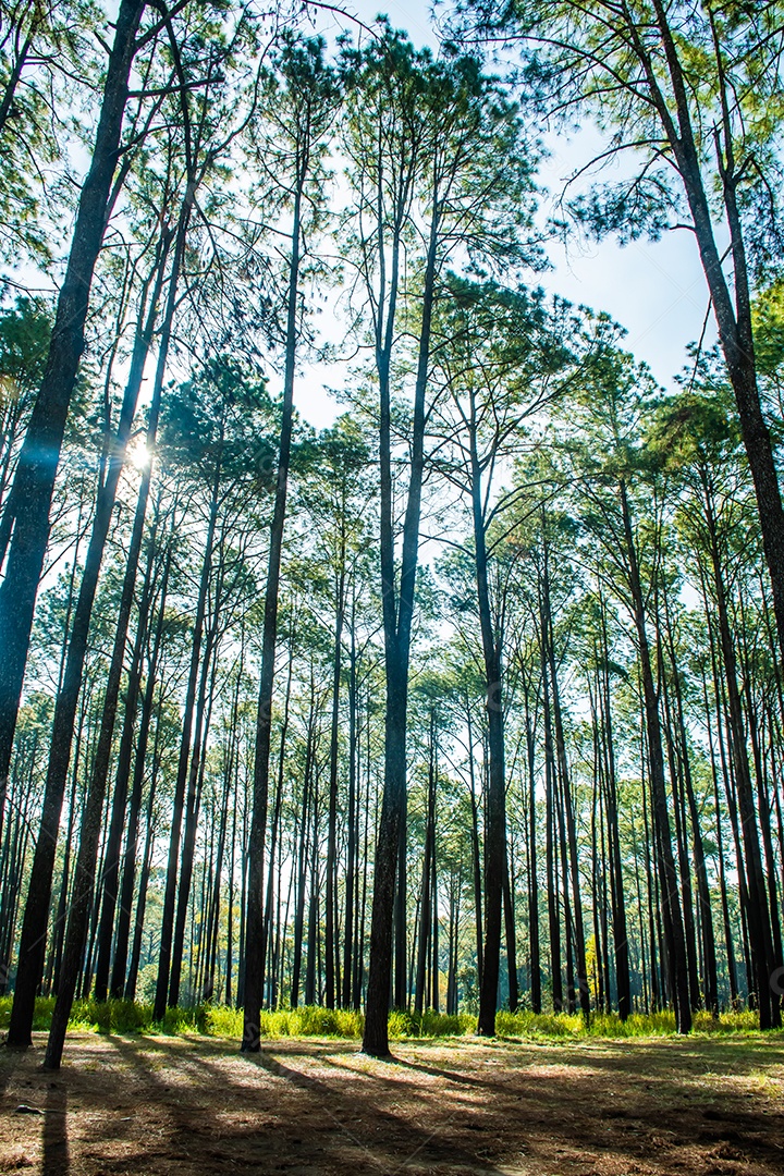 Floresta de pinheiros no verão no parque nacional Thung salaeng luang tailândia