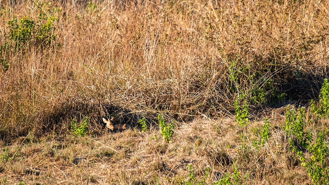 Veado no prado Área de Conservação da Vida Selvagem