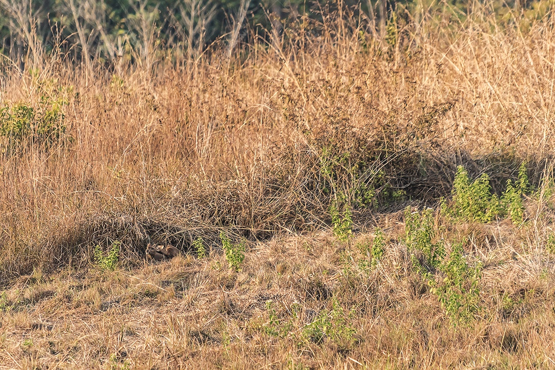 Veado no prado Área de Conservação da Vida Selvagem
