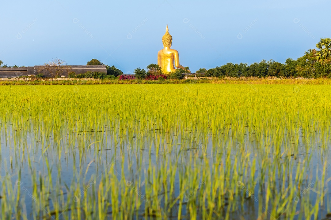 Grande Buda amarelo dourado em Wat Muang destino turístico religioso