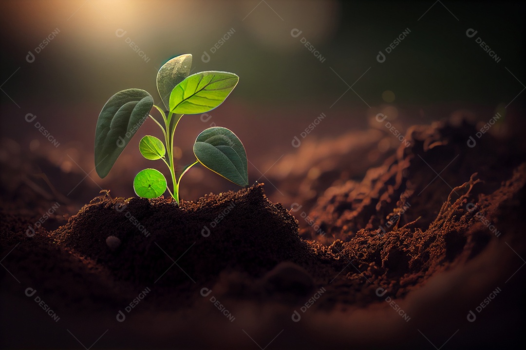 Pequena planta em desenvolvimento crescendo em solo