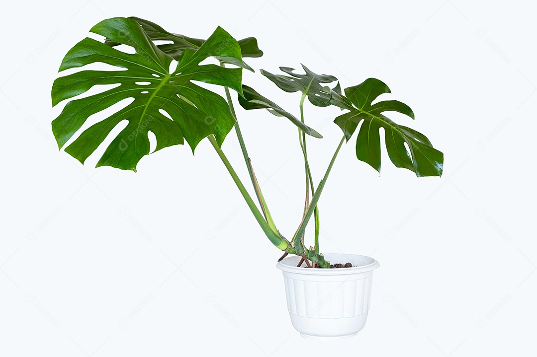 Monstera Deliciosa Monstera Folha gigante em pote branco, planta de purificação de ar isolada em fundo branco com traçado de recorte