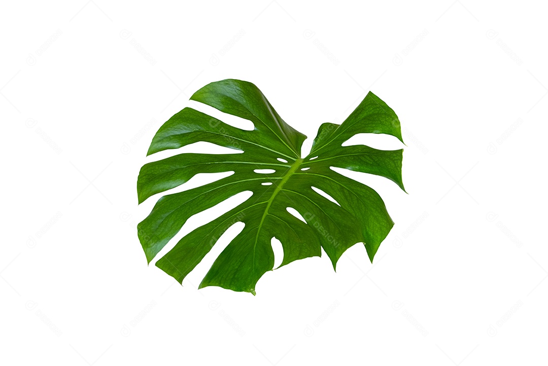 Monstera Deliciosa Monstera Folha gigante, estufa de purificação de ar isolada em fundo branco com traçado de recorte