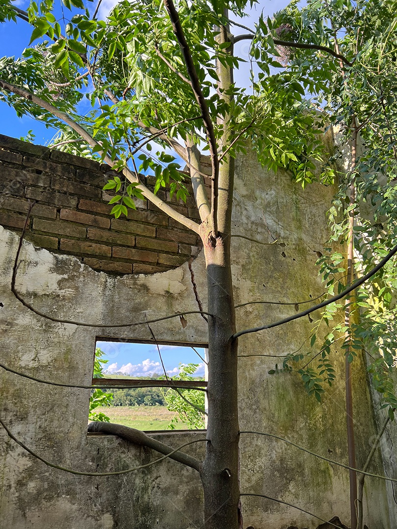 Casa abandonada em uma fazenda no Brasil. Janelas quebradas, com fundo de plantação de soja.