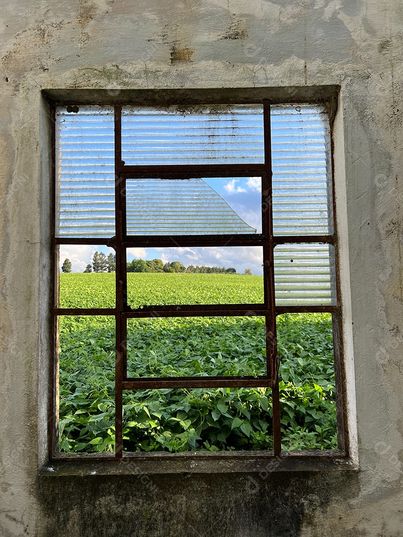 Casa abandonada em uma fazenda no Brasil. Janelas quebradas, com fundo de plantação de soja.