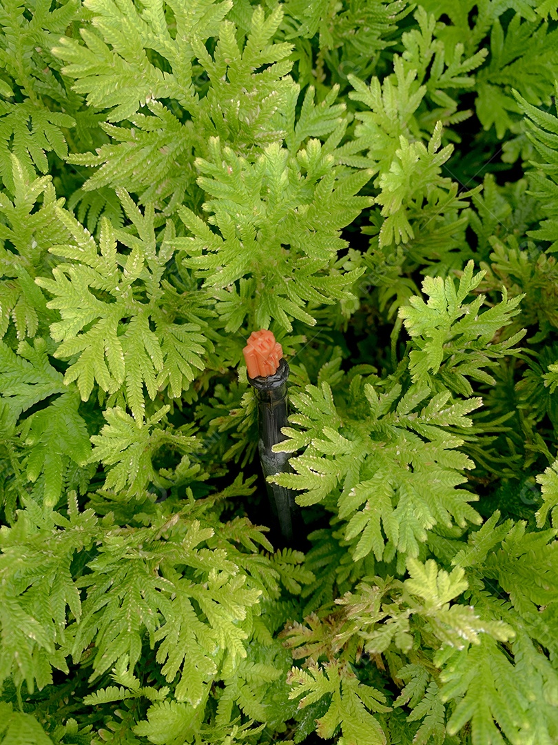 Aspersor de gramado automático para regar plantas verdes. aspersor sagacidade