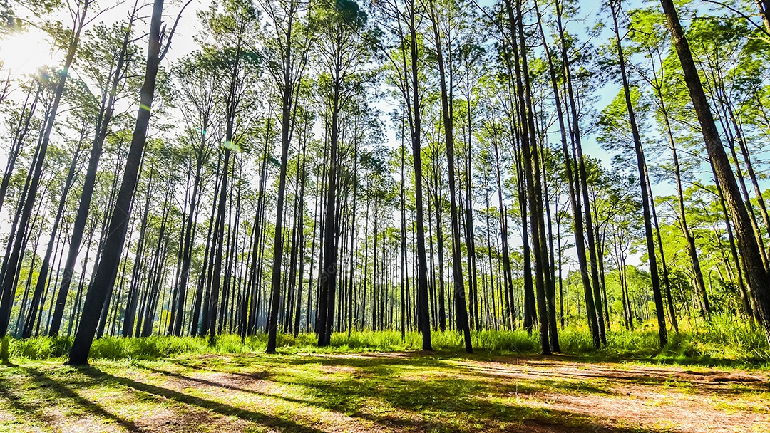 Floresta de pinheiros no verão no parque nacional Thung salaeng luang tailândia