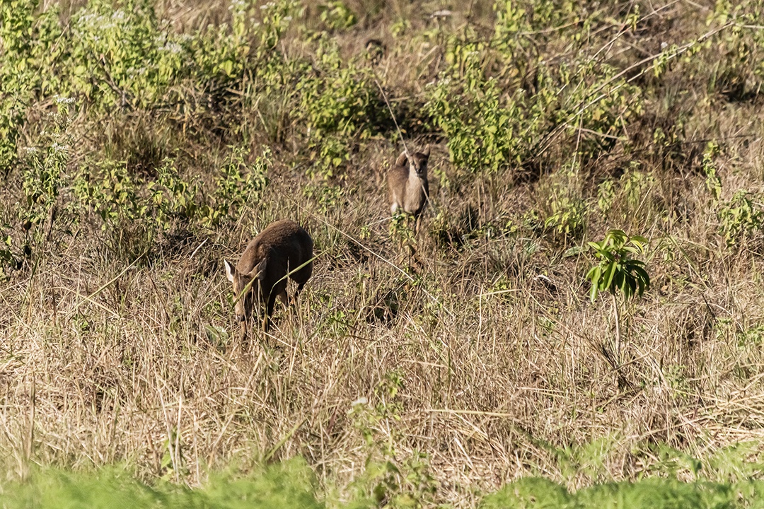 Veado no prado Área de Conservação da Vida Selvagem