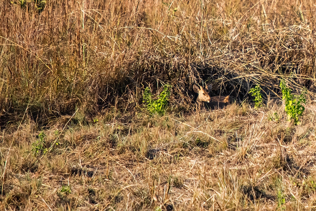 Veado no prado Área de Conservação da Vida Selvagem