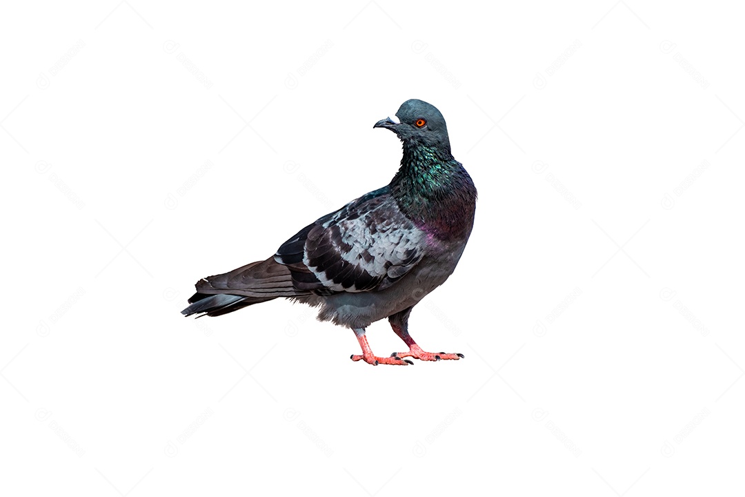 O corpo inteiro do pássaro pombo em pé isolado fundo branco com caminho de recorte inclui