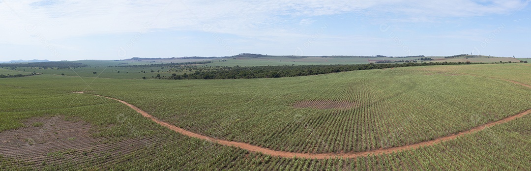Vista aérea de área com floresta e plantação de cana-de-açúcar no Brasil.