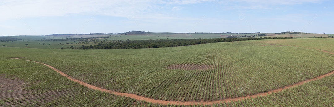 Vista aérea de área com floresta e plantação de cana-de-açúcar no Brasil.