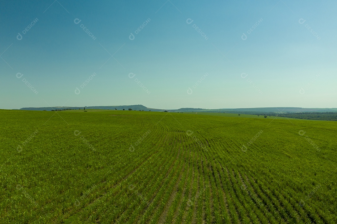 Vista aérea de área com floresta e plantação de cana-de-açúcar no Brasil.
