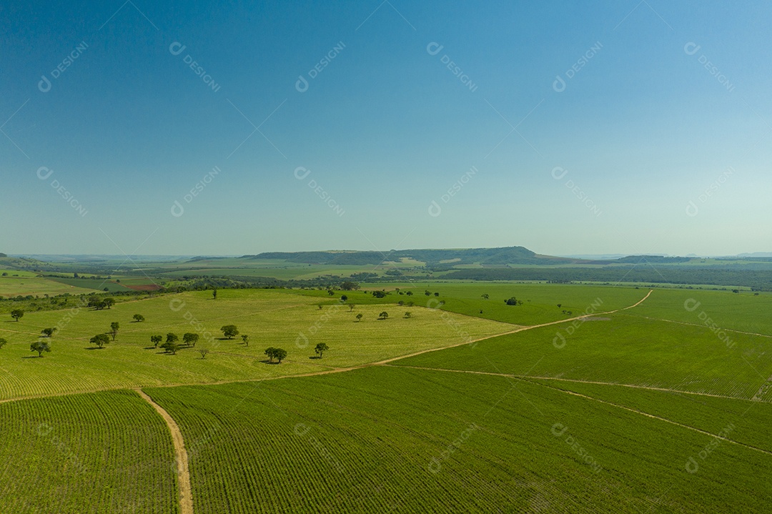 Vista aérea de área com floresta e plantação de cana-de-açúcar no Brasil.