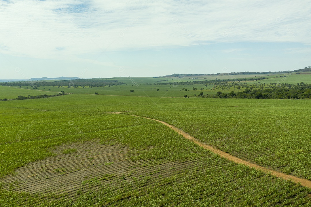 Vista aérea de área com floresta e plantação de cana-de-açúcar no Brasil.