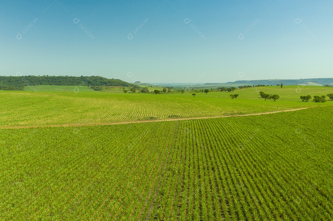 Vista aérea de área com floresta e plantação de cana-de-açúcar no Brasil.