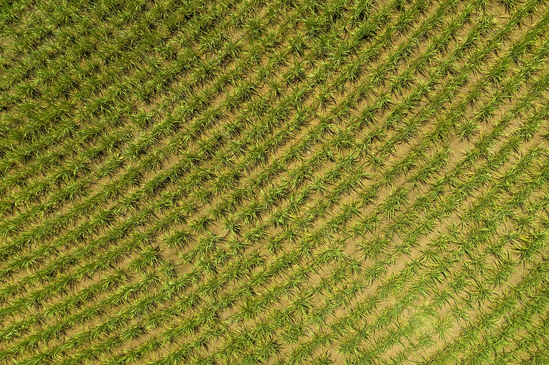 Vista aérea de área com floresta e plantação de cana-de-açúcar no Brasil.