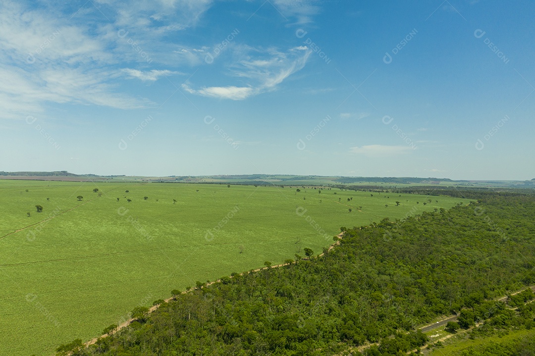Vista aérea de área com floresta e plantação de cana-de-açúcar no Brasil.