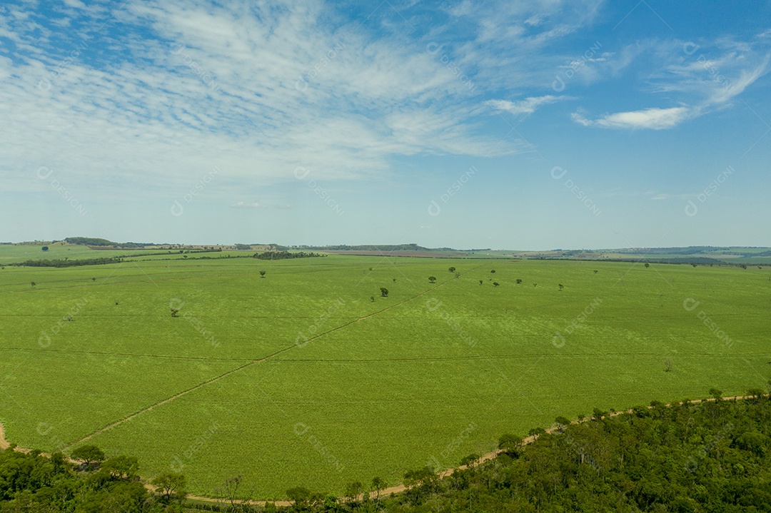 Vista aérea de área com floresta e plantação de cana-de-açúcar no Brasil.