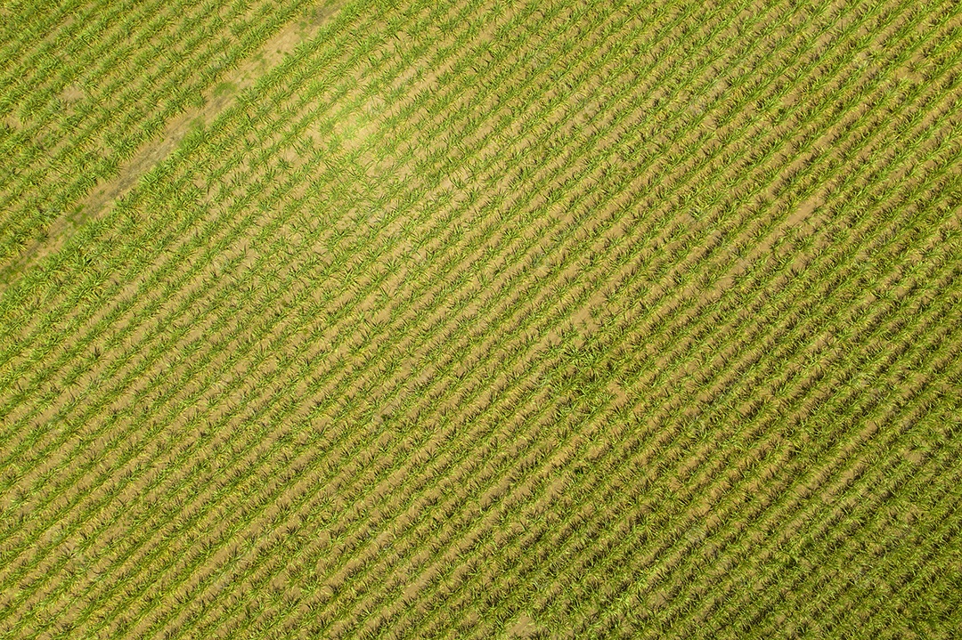 Vista aérea de área com floresta e plantação de cana-de-açúcar no Brasil.