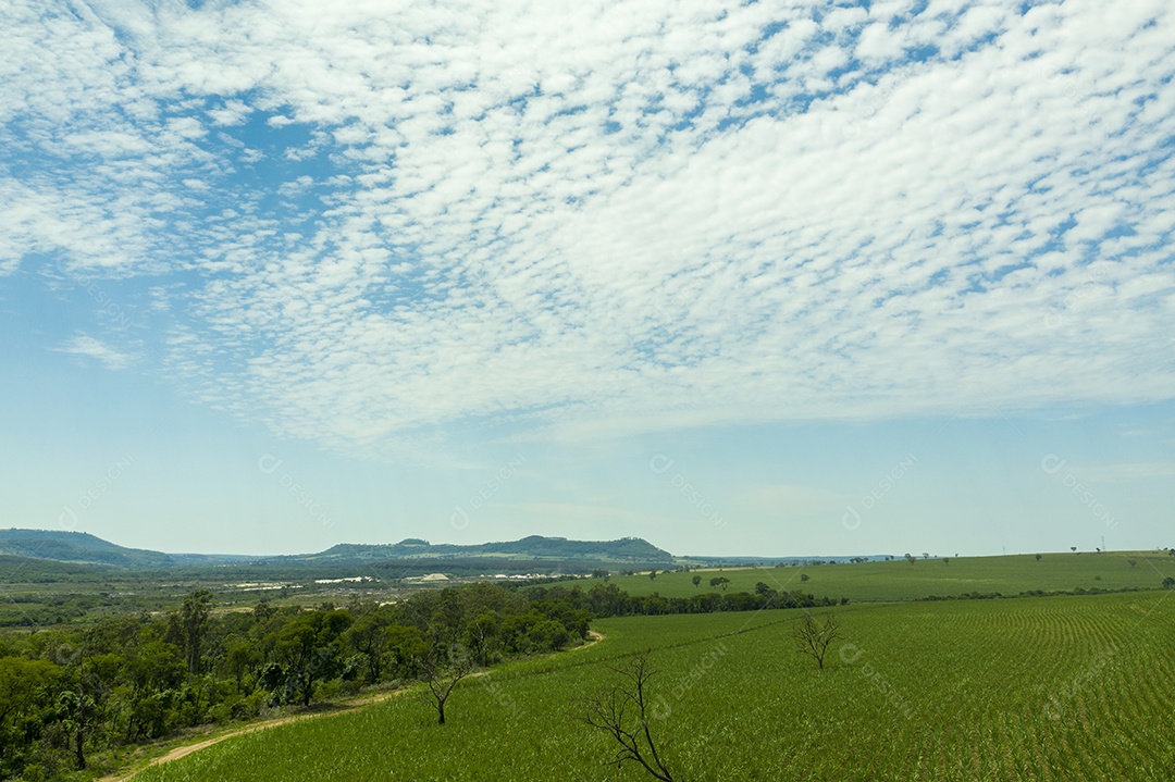 Vista aérea de área com floresta e plantação de cana-de-açúcar no Brasil.