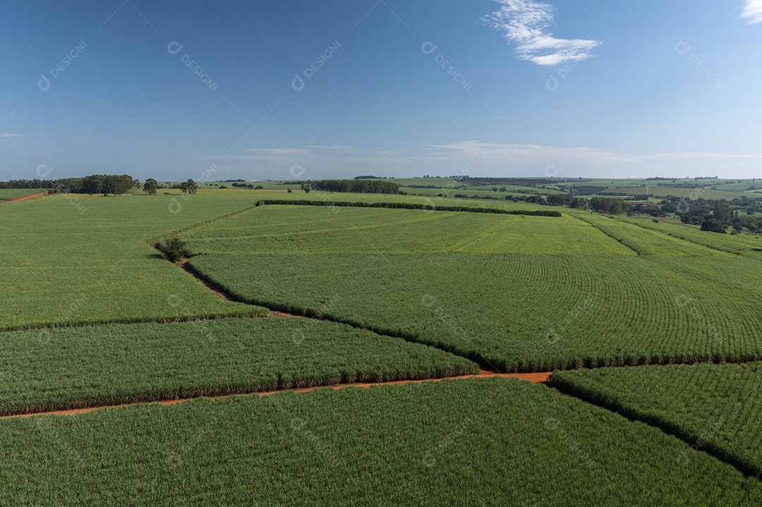 Vista aérea de área com floresta e plantação de cana-de-açúcar no Brasil.