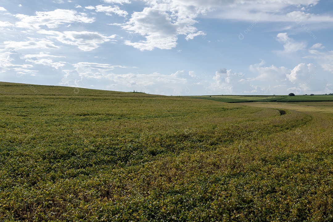 Vista aérea da área de plantação de cana-de-açúcar com montanhas ao fundo - Brasil.