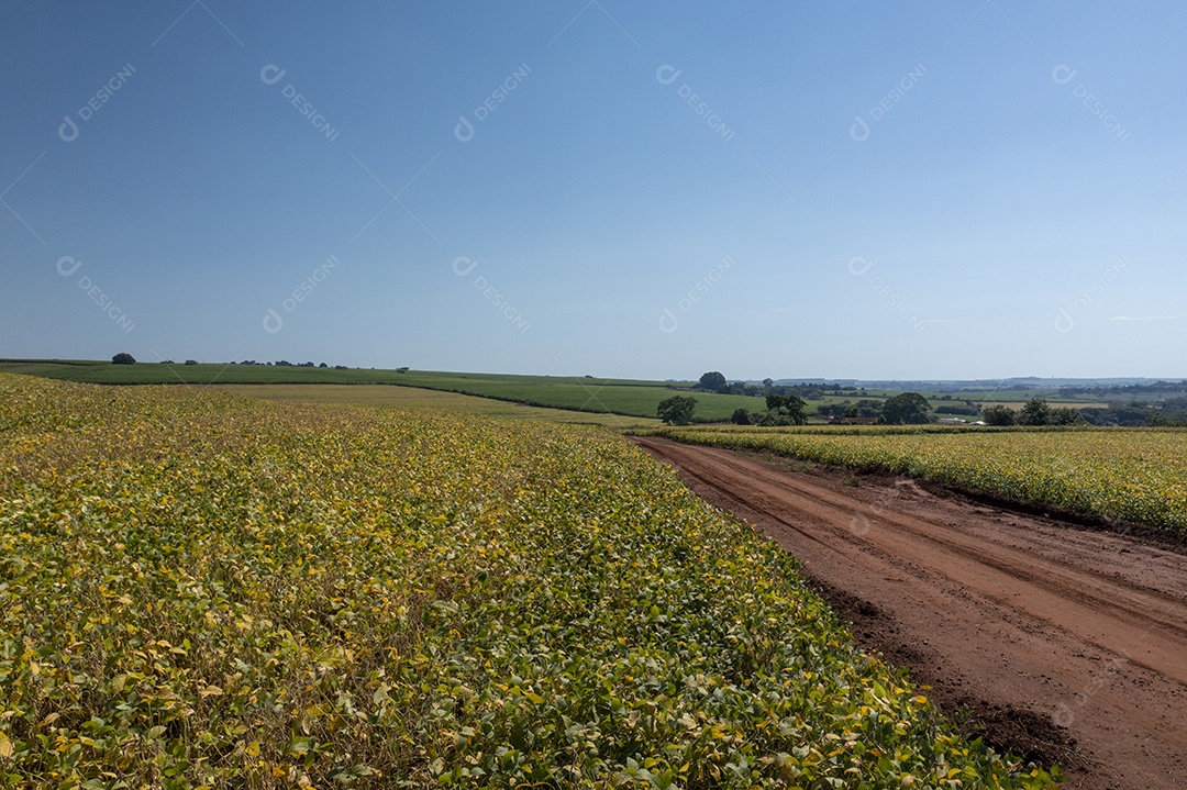 Vista aérea de área com floresta e plantação de cana-de-açúcar no Brasil.