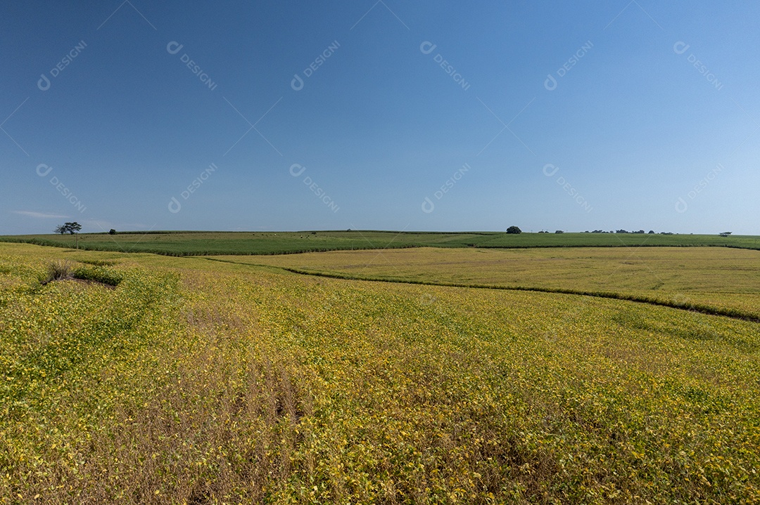 Vista aérea de área com floresta e plantação de cana-de-açúcar no Brasil.