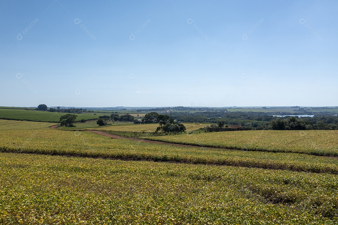 Vista aérea de área com floresta e plantação de cana-de-açúcar no Brasil.