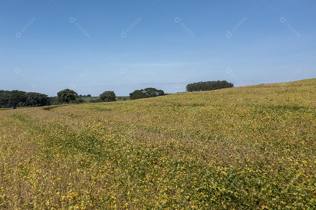Vista aérea de área com floresta e plantação de cana-de-açúcar no Brasil.