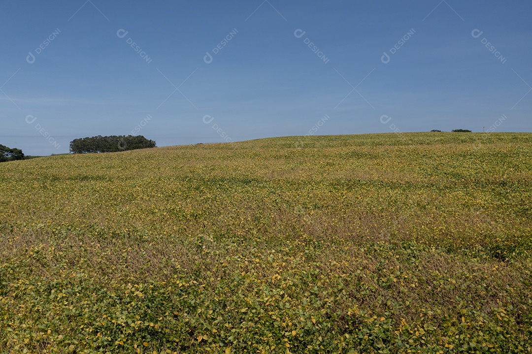 Vista aérea de área com floresta e plantação de cana-de-açúcar no Brasil.