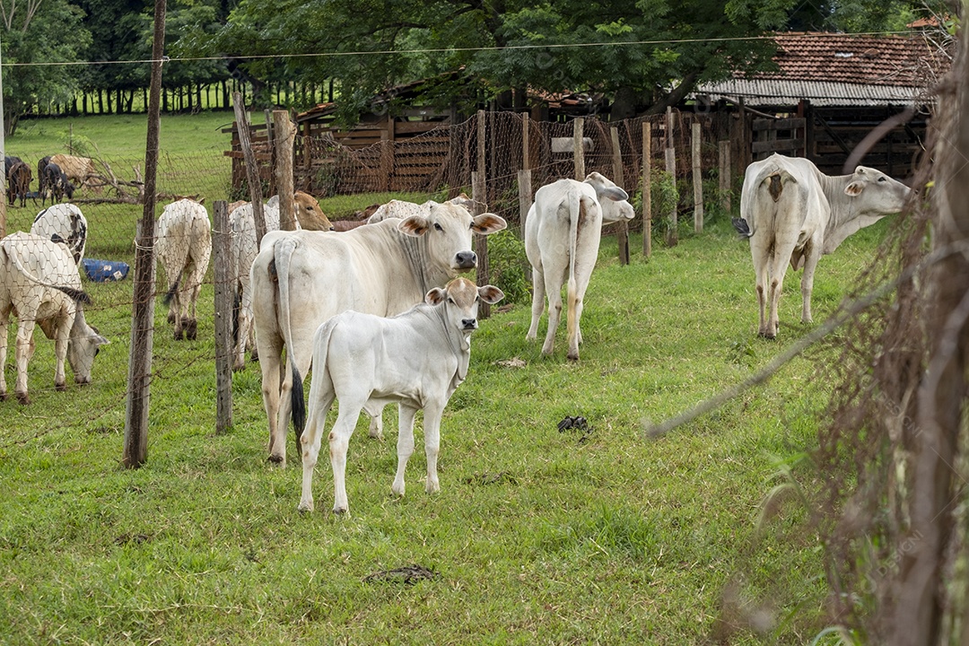 Gado andando enfileirado no pasto.