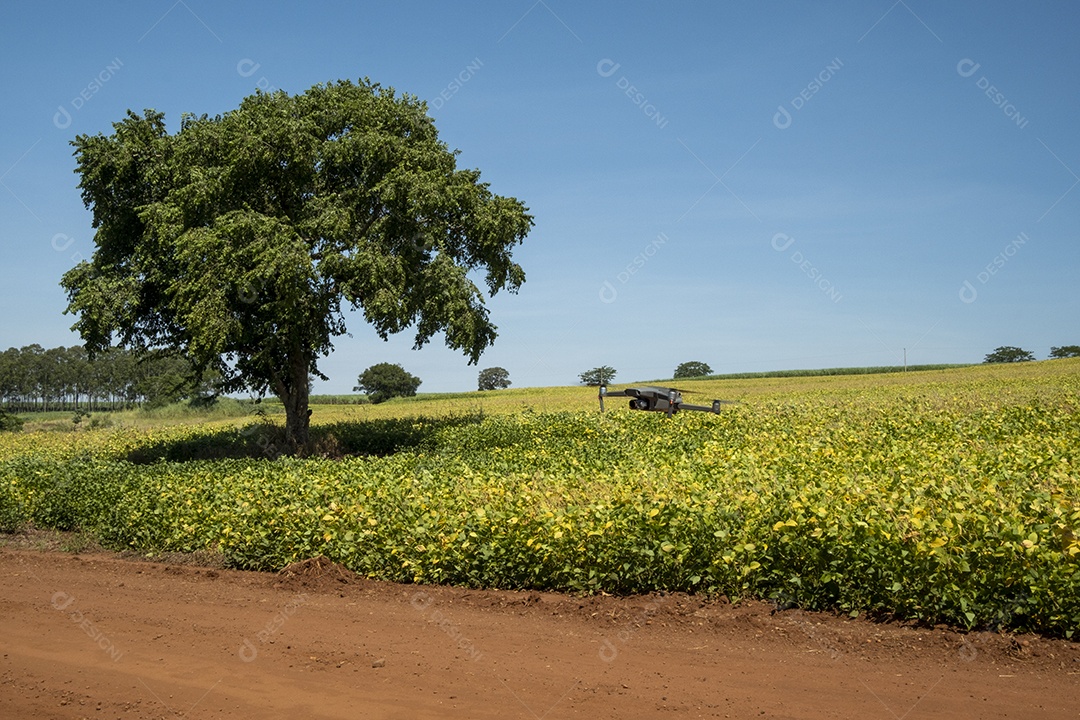 Plantação de soja em um dia ensolarado no Brasil.