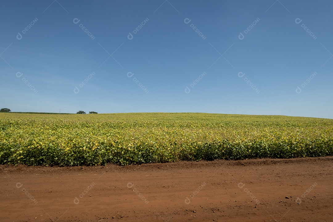 Plantação de soja em um dia ensolarado no Brasil.