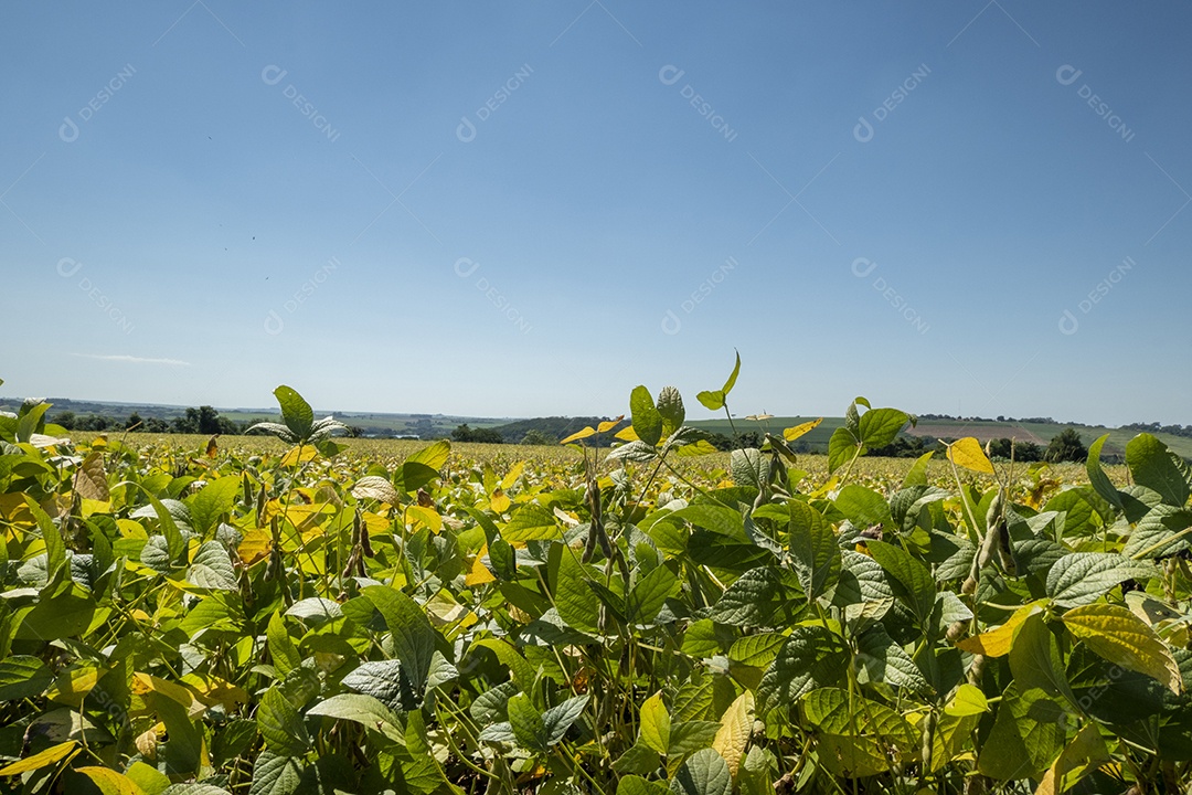 Plantação de soja em um dia ensolarado no Brasil.