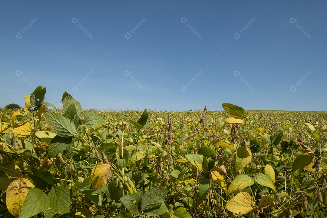 Plantação de soja em um dia ensolarado no Brasil.