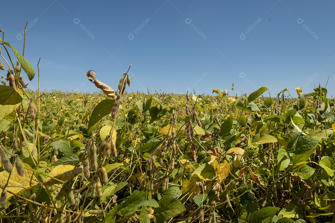 Plantação de soja em um dia ensolarado no Brasil.