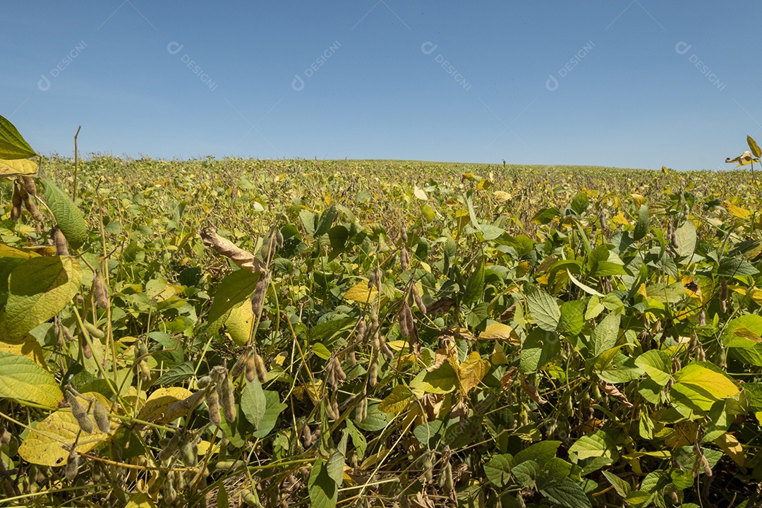 Plantação de soja em um dia ensolarado no Brasil.