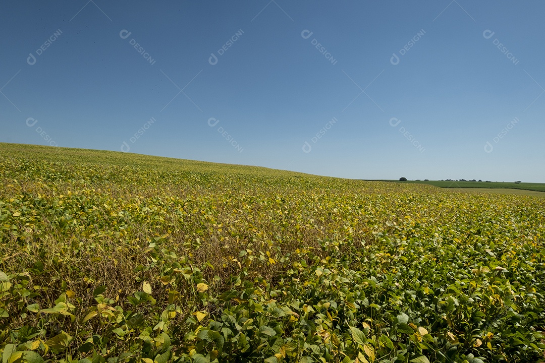 Plantação de soja em um dia ensolarado no Brasil.