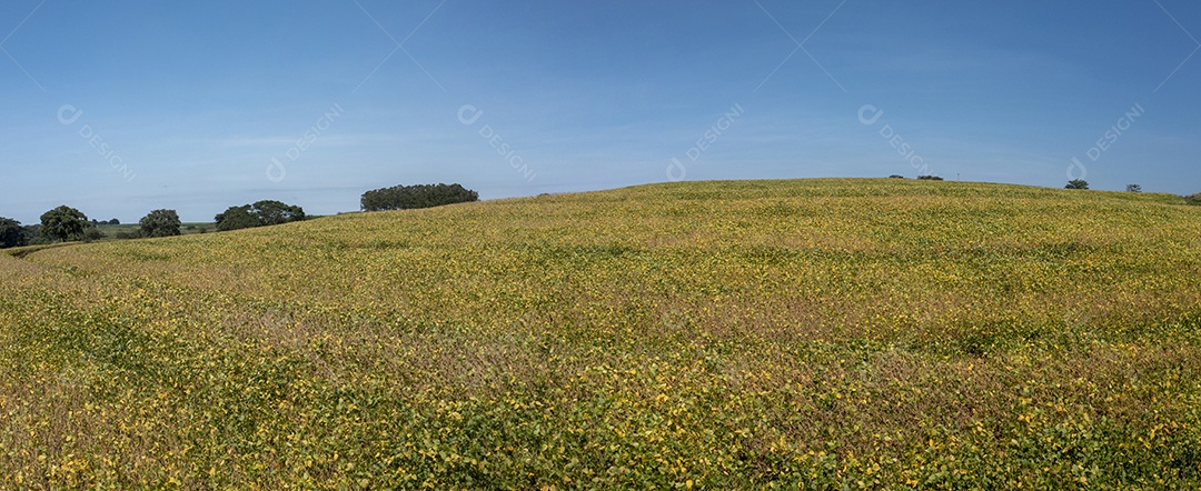 Vista aérea da plantação de cana-de-açúcar em dia ensolarado no Brasil.
