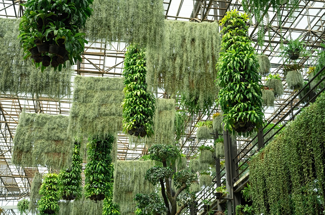 Planta ornamental verde em cestas de suspensão. Plantas em vaso suspenso