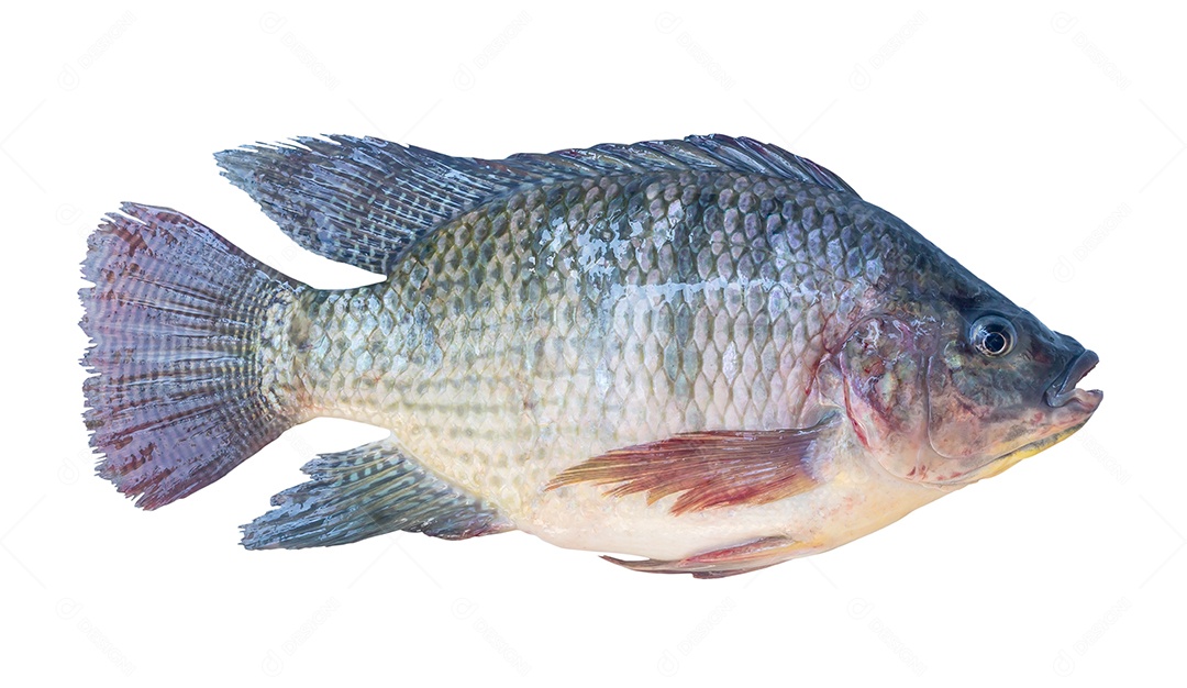Tilápia do Nilo fresca ou Pla nin em tailandês, peixe de água doce