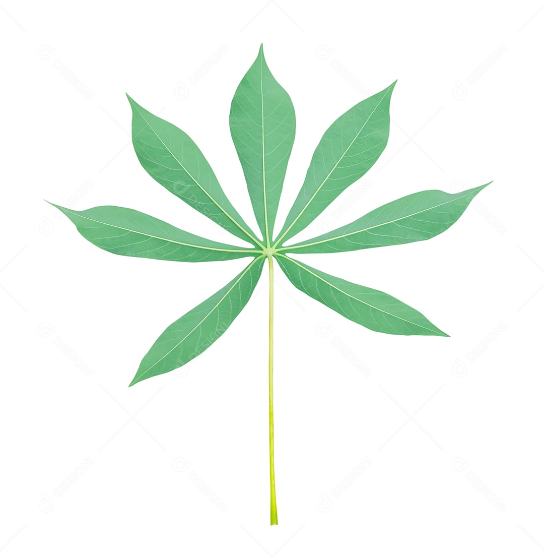 A foto da vista superior do verso de uma única folha de mandioca é isolada no fundo branco com traçado de recorte.