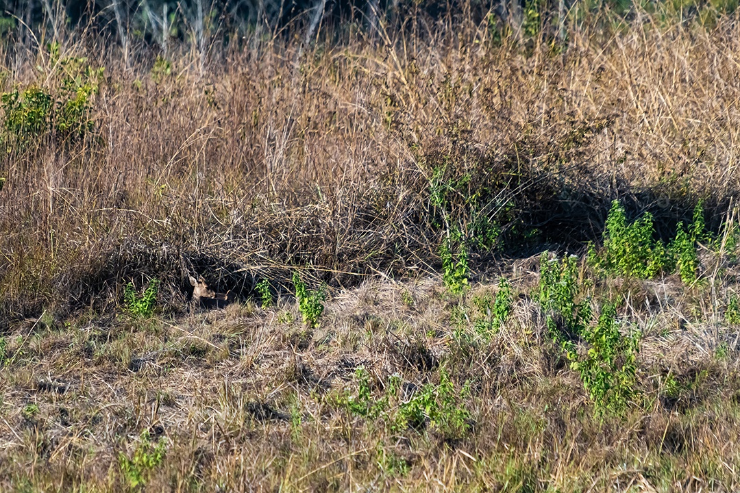 Veado no prado Área de Conservação da Vida Selvagem