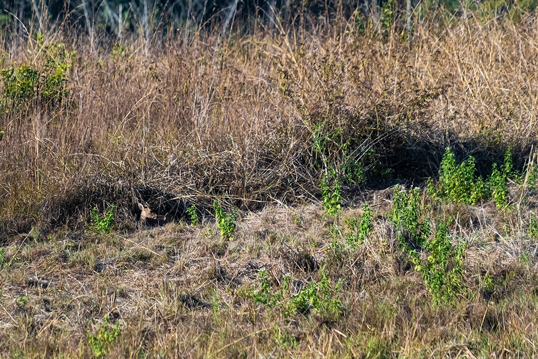 Veado no prado Área de Conservação da Vida Selvagem