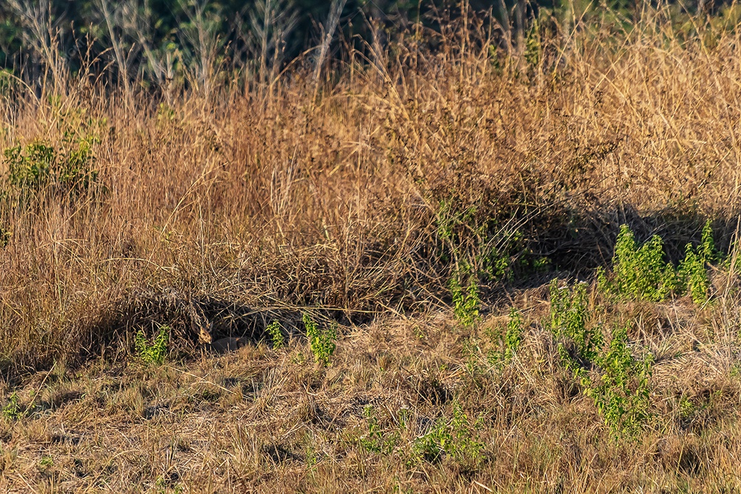 Veado no prado Área de Conservação da Vida Selvagem