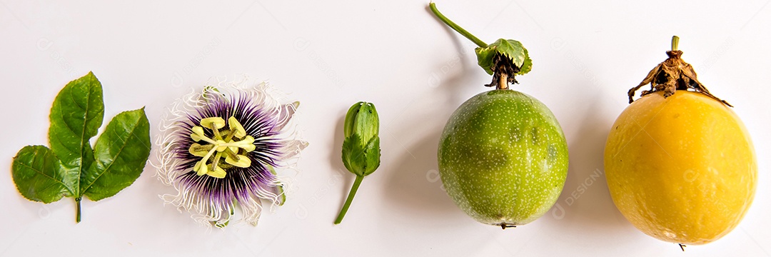 Folha, flor e fruto de maracujá amarelo