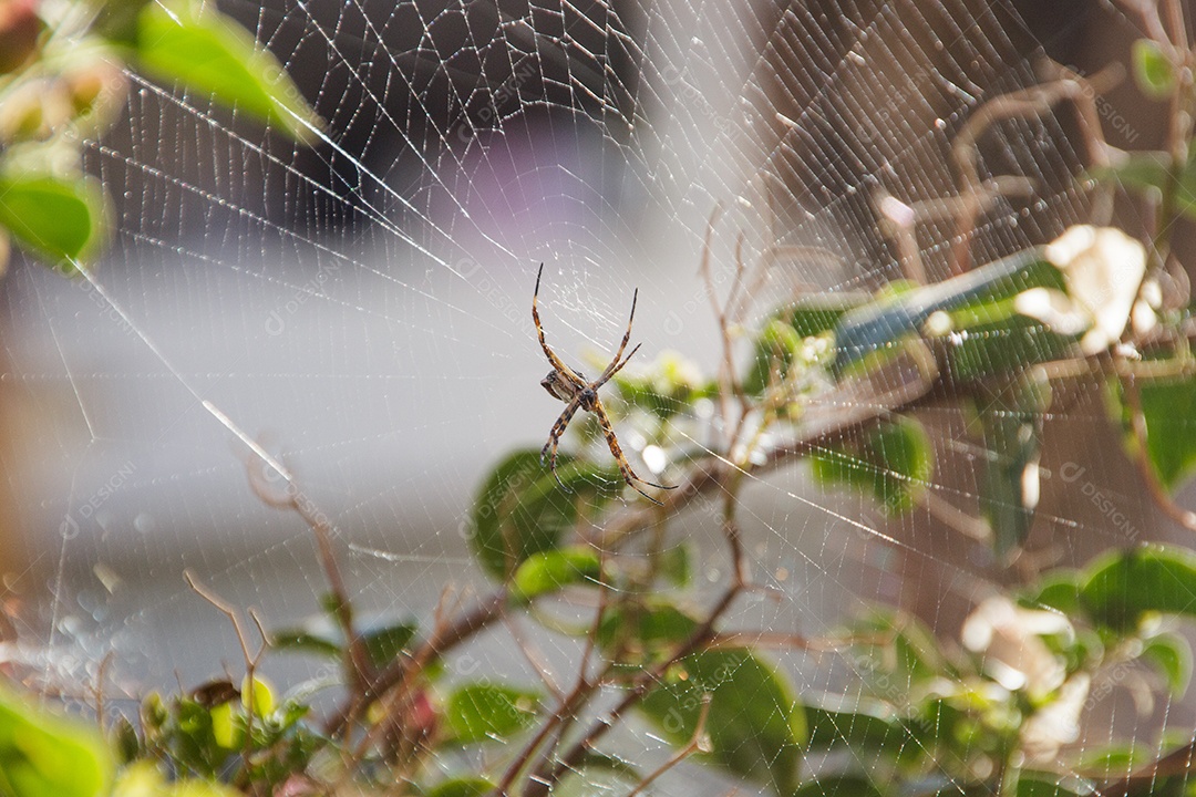 Aranha prateada em um jardim no Rio de Janeiro, Brasil.