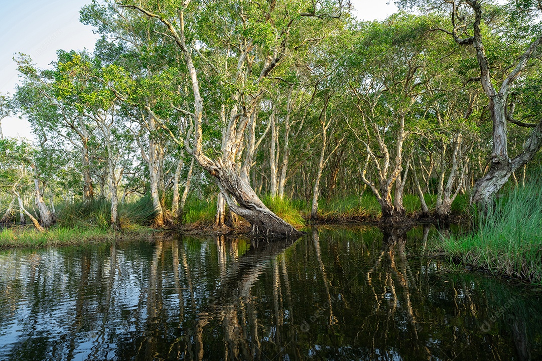 Árvores brancas de samet ou cajuput na floresta de zonas húmidas com reflexões